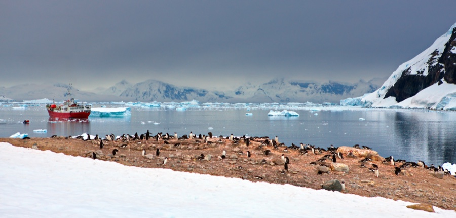 Pinguinos