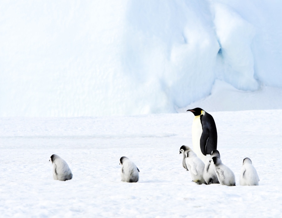 Pinguinos emperador