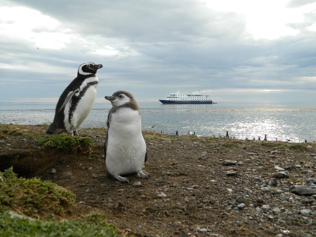 Isla Magdalena – Punta Arenas – Santiago