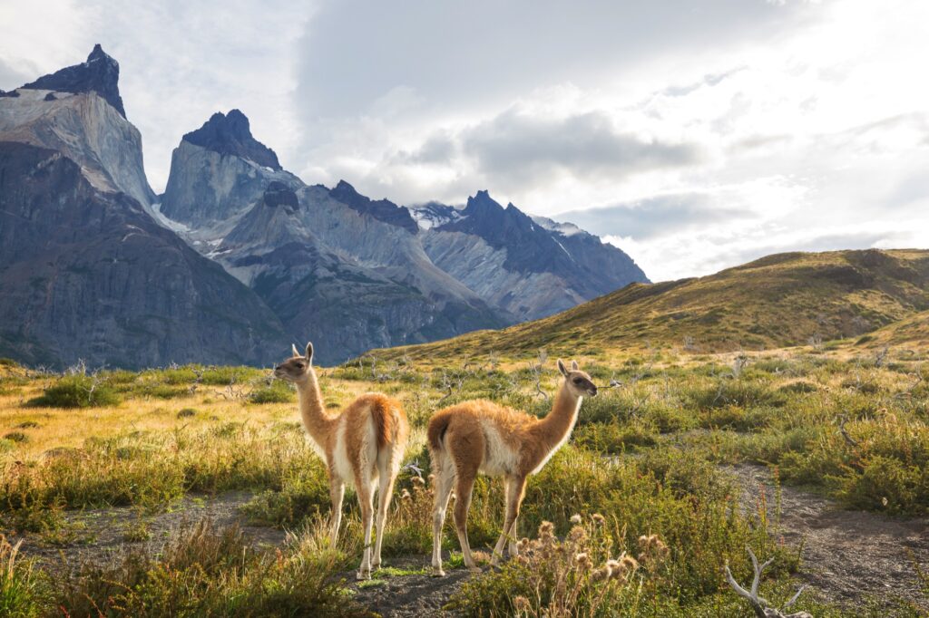 Patagonia Hiking Experience